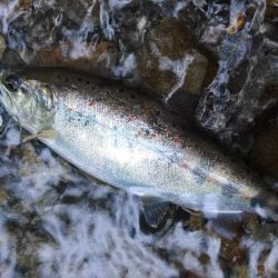 新緑の渓でアマゴと戯れる ～長良川水系～